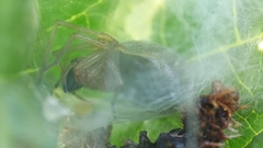 Cheiracanthium inclusum