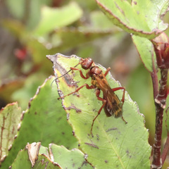 Sphictostethus nitidus