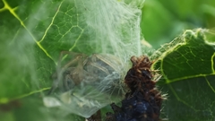 Cheiracanthium inclusum