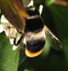 Eristalis oestracea