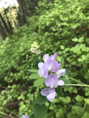 Lathyrus nevadensis