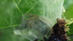 Cheiracanthium inclusum