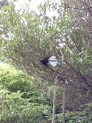 Rhipidura fuliginosa