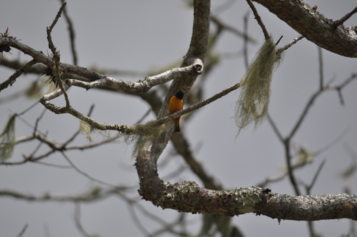Hispaniolan Euphonia (Chlorophonia musica), photo 9