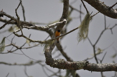 Chlorophonia musica musica