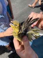 Icterus spurius