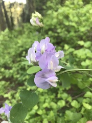 Lathyrus nevadensis
