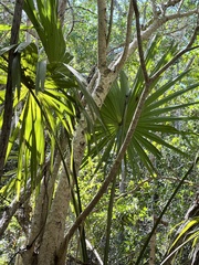 Thrinax radiata