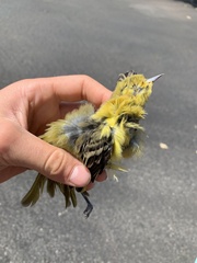 Icterus spurius
