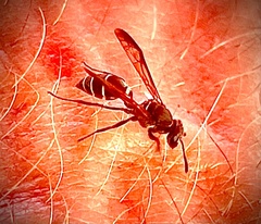Polybia plebeja