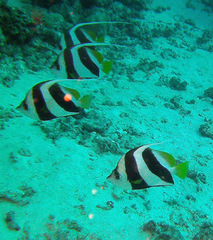 Heniochus diphreutes