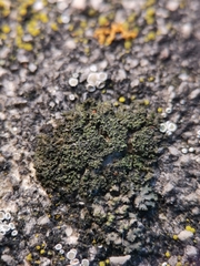 Phaeophyscia nigricans