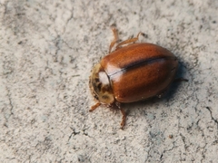 Aphidecta obliterata