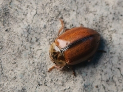 Aphidecta obliterata