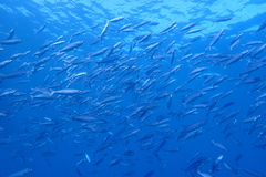 Pterocaesio digramma