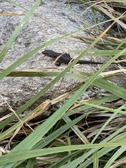 Ninurta coeruleopunctatus