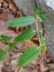 Lonicera acuminata