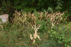 Smyrnium perfoliatum
