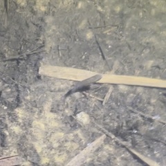 Actinopterygii