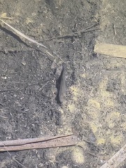 Actinopterygii