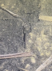 Actinopterygii