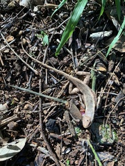 Sceloporus chrysostictus