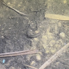 Actinopterygii