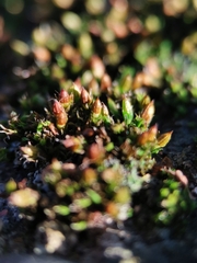 Orthotrichum diaphanum