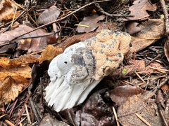 Hypomyces cervinigenus