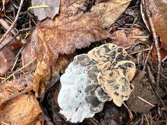 Hypomyces cervinigenus