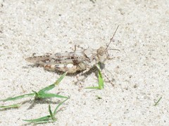 Heliastus sumichrasti