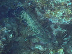 Cephalopholis panamensis