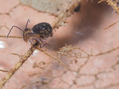 Ptenothrix
