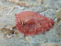 Polycladida