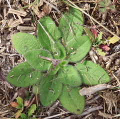 Plantago virginica