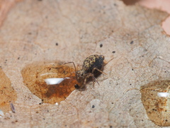 Ptenothrix renateae