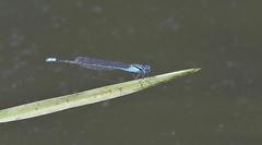 Pseudagrion australasiae