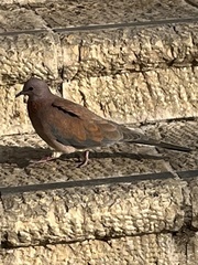 Streptopelia senegalensis