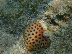 Siderastrea radians