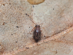 Sminthurus bivittatus