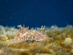 Stylocheilus rickettsi