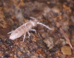 Heteromurus nitidus