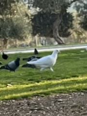Columba livia domestica