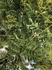 Styphnolobium japonicum