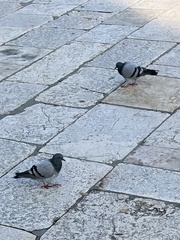 Columba livia domestica
