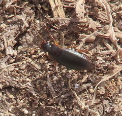 Harpalini