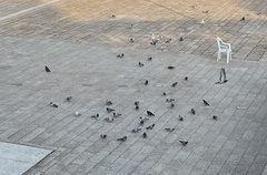Columba livia domestica