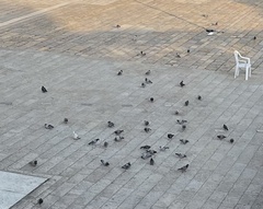 Columba livia domestica