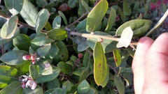 Arctostaphylos crustacea