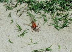 Heliastus sumichrasti